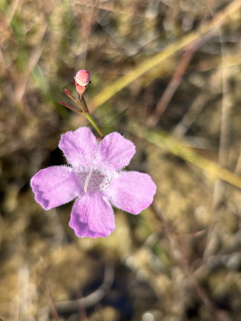 Flaxleaf False Foxglove photo 8