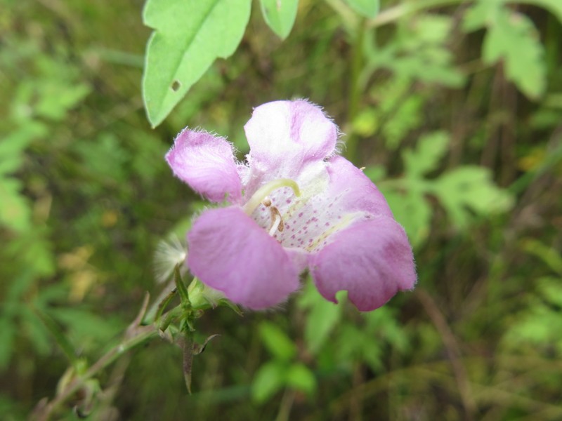 Agalinis manglaris photo 2
