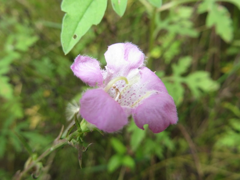 Agalinis manglaris