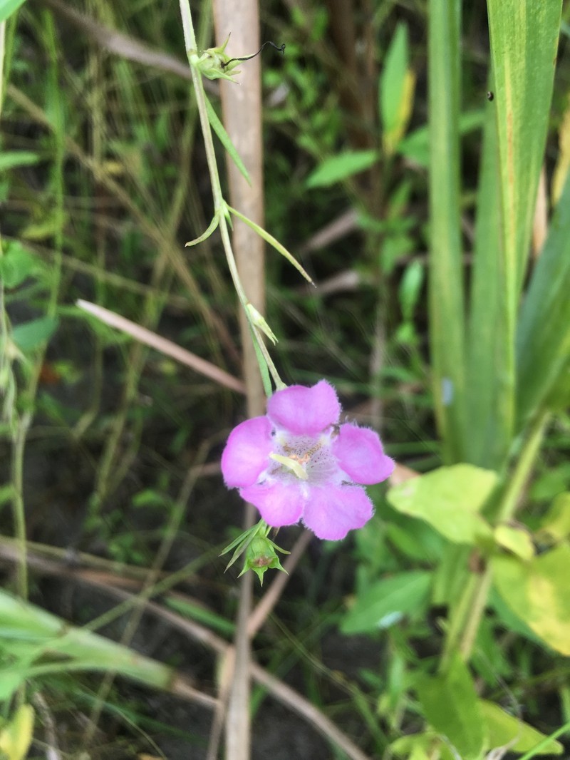 Agalinis manglaris photo 2