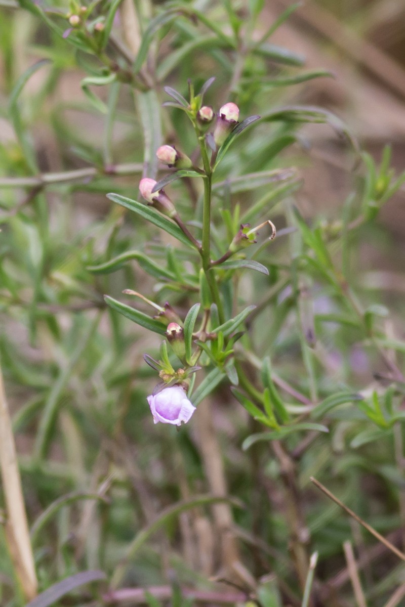 Saltmarsh False Foxglove photo 2