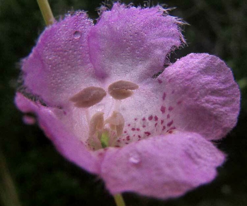 Saltmarsh False Foxglove photo 3