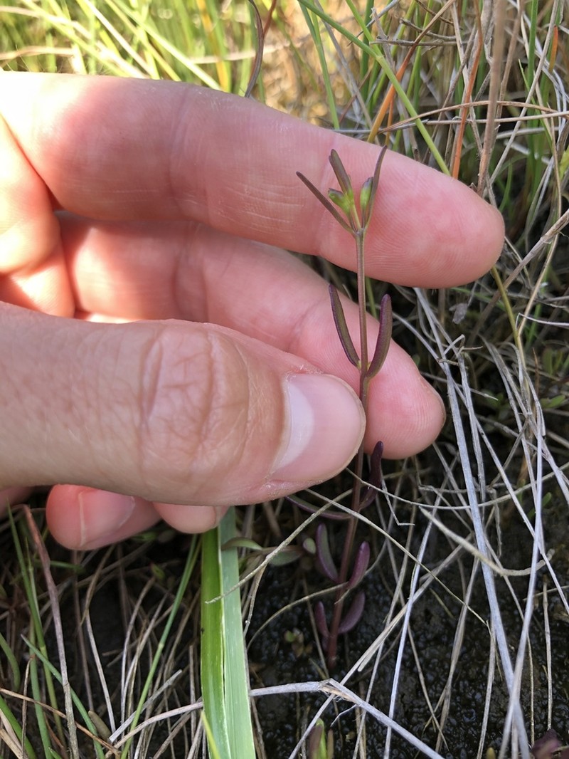 Saltmarsh False Foxglove photo 4