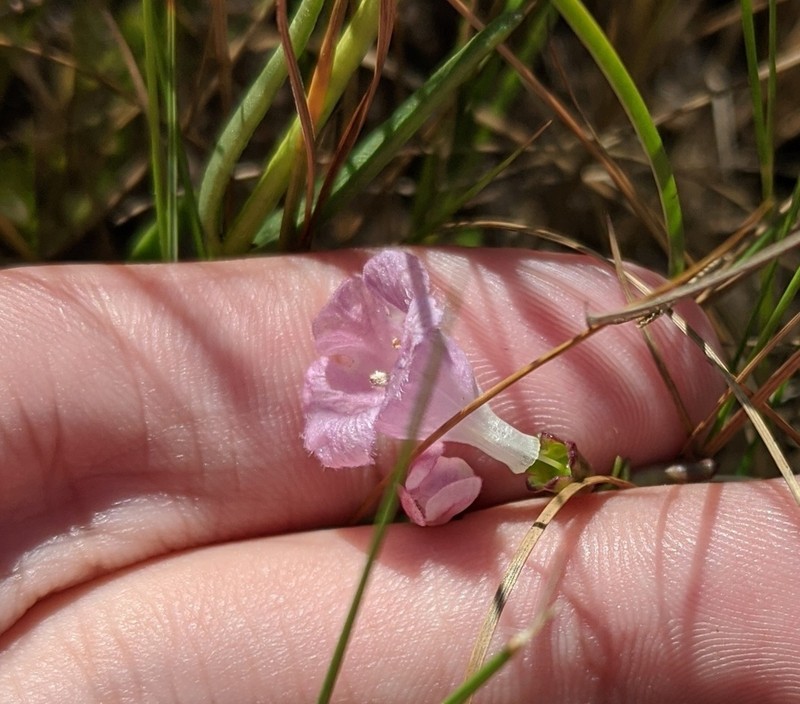 Saltmarsh False Foxglove photo 5