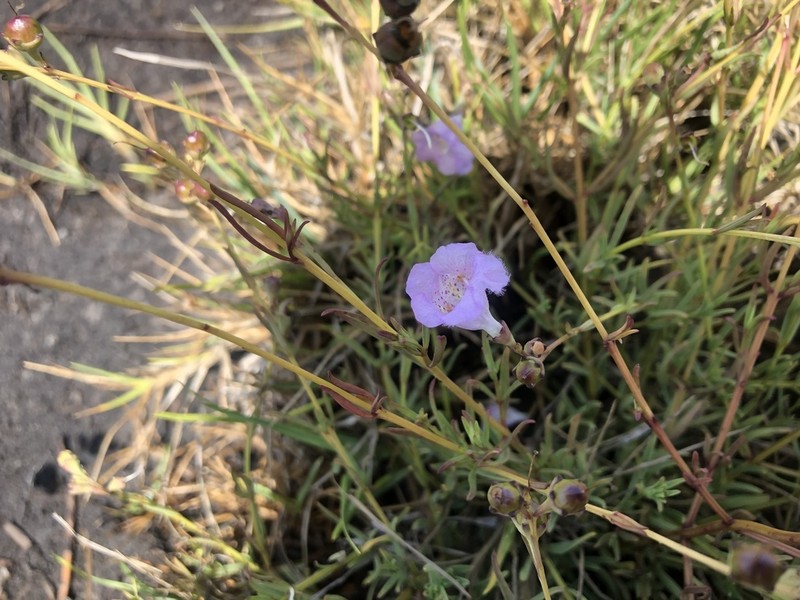 Saltmarsh False Foxglove photo 6