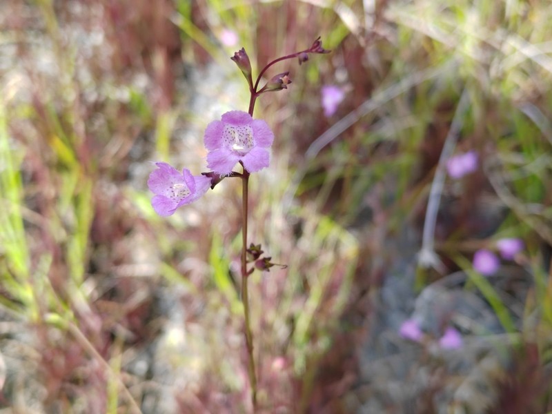 Saltmarsh False Foxglove photo 7
