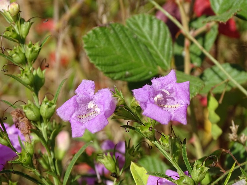 Saltmarsh False Foxglove photo 8