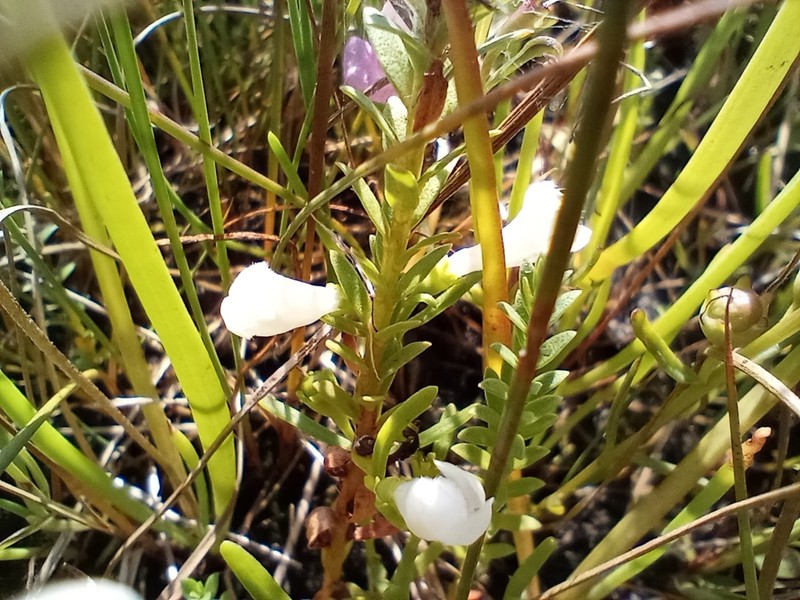 Saltmarsh False Foxglove photo 9