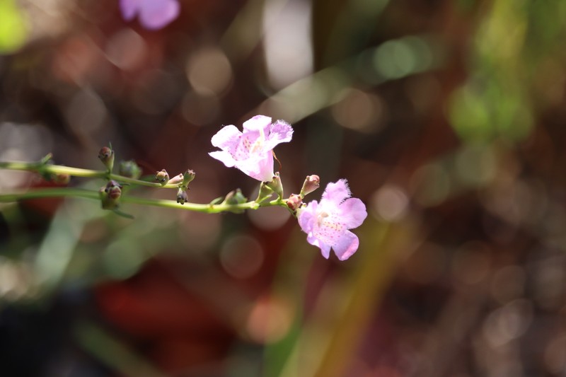 Agalinis maritima var. grandiflora