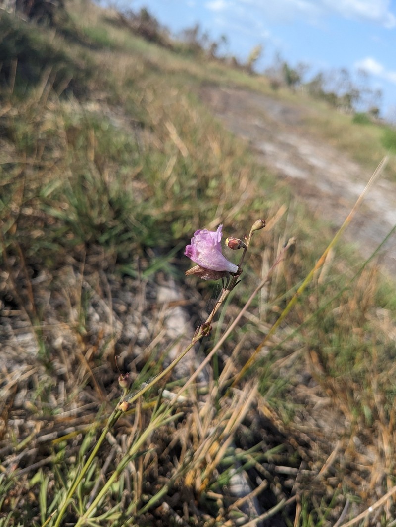 Agalinis maritima var. grandiflora photo 2