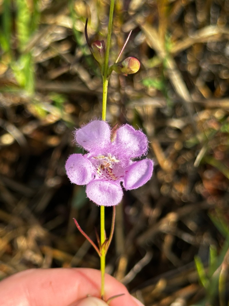 Agalinis maritima var. grandiflora photo 3