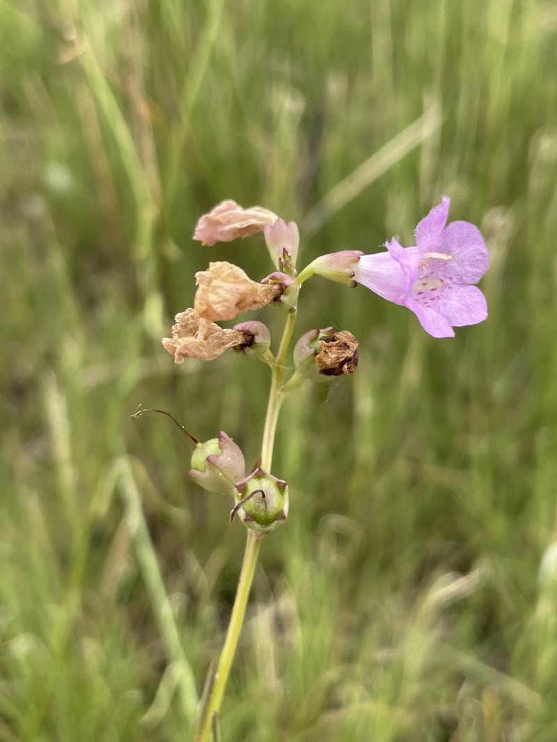 Agalinis maritima var. grandiflora photo 4