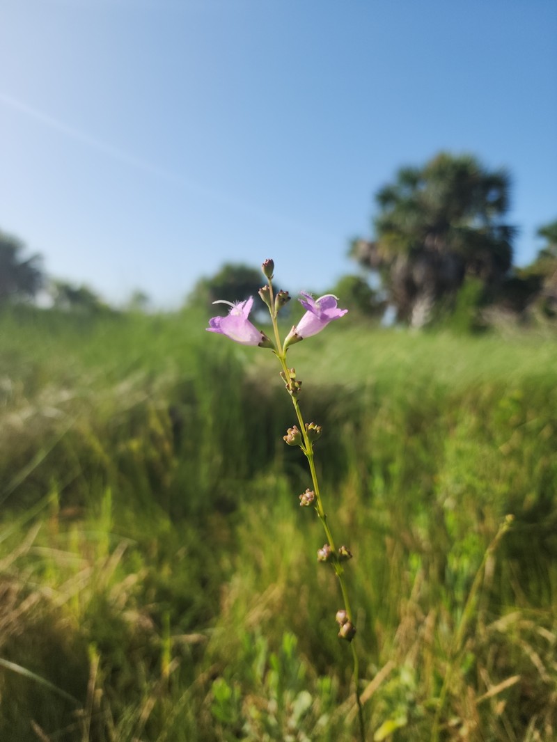 Agalinis maritima var. grandiflora photo 5