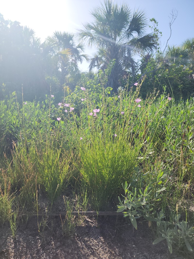 Agalinis maritima var. grandiflora photo 6