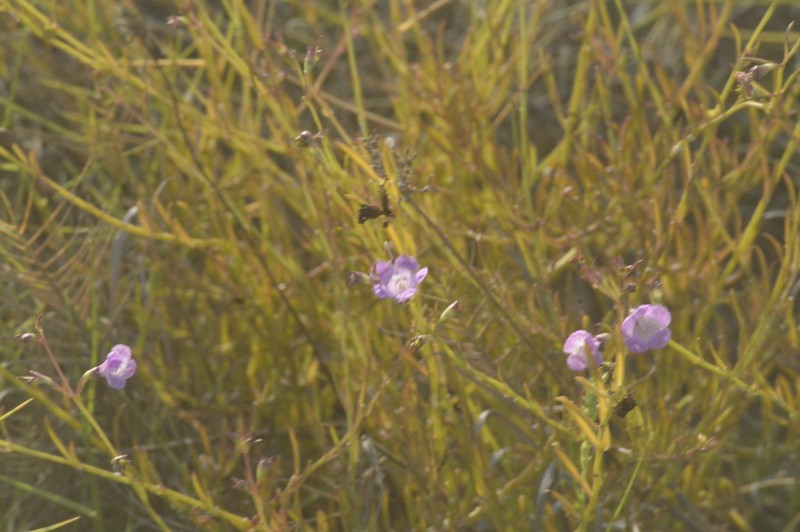 Agalinis maritima var. grandiflora photo 7