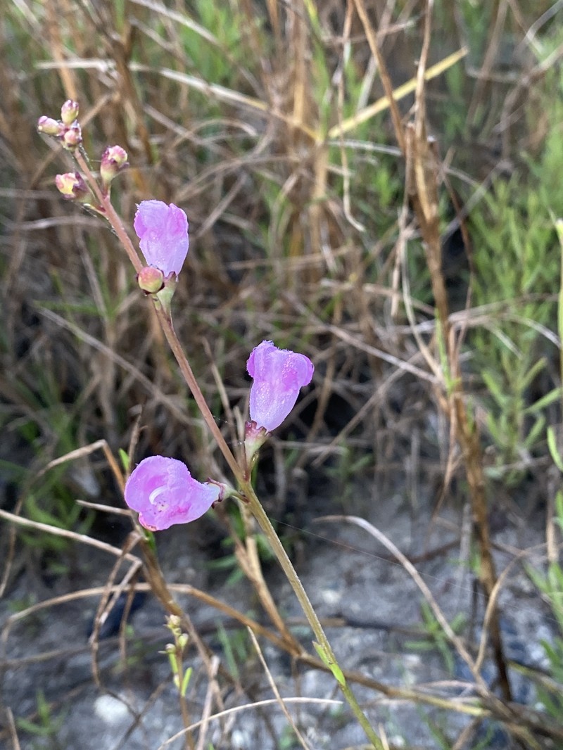 Agalinis maritima var. grandiflora photo 8