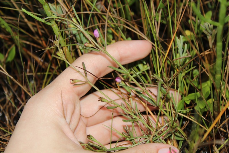 Agalinis maritima var. maritima