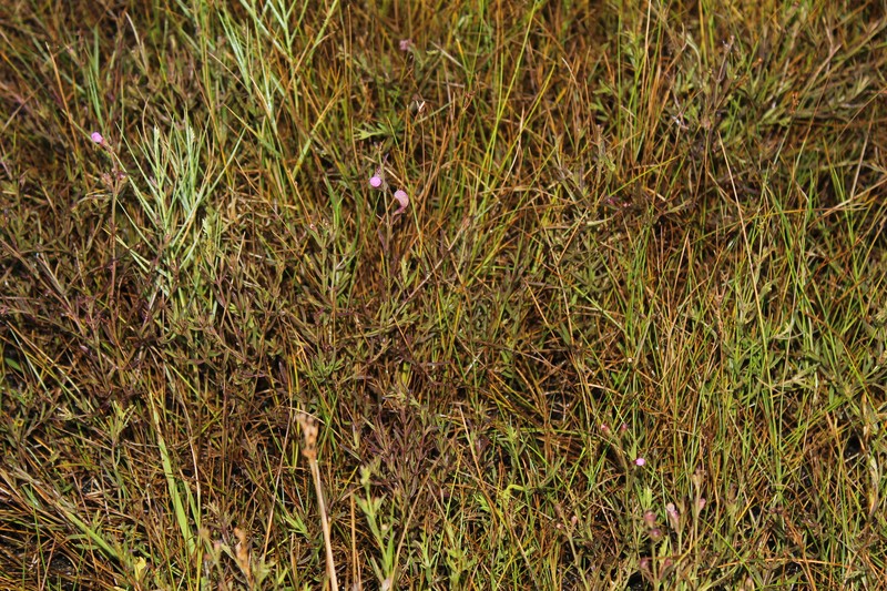 Agalinis maritima var. maritima photo 2