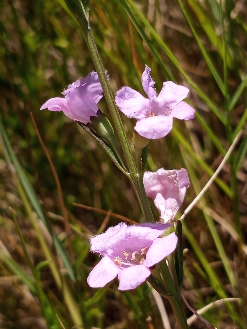 Agalinis maritima var. maritima photo 3