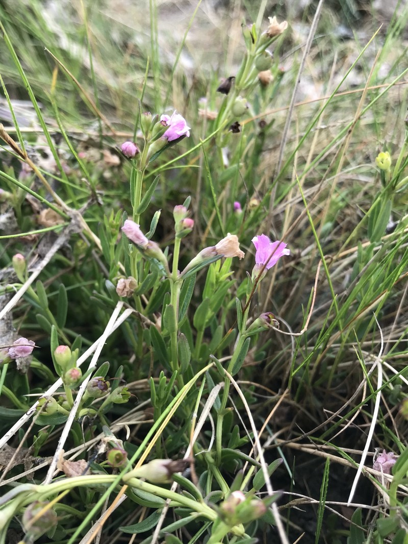 Agalinis maritima var. maritima photo 4