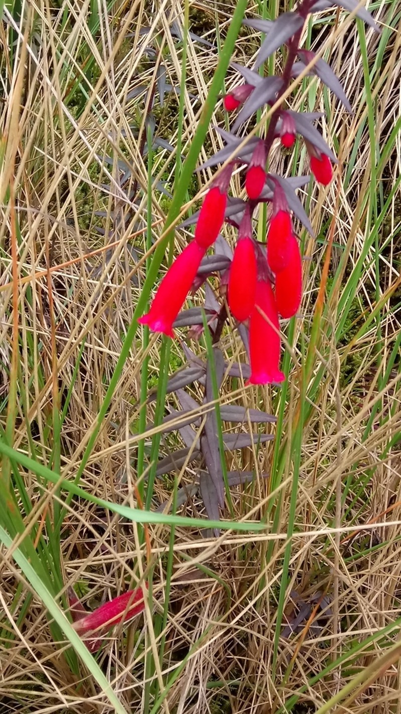 Agalinis megalantha