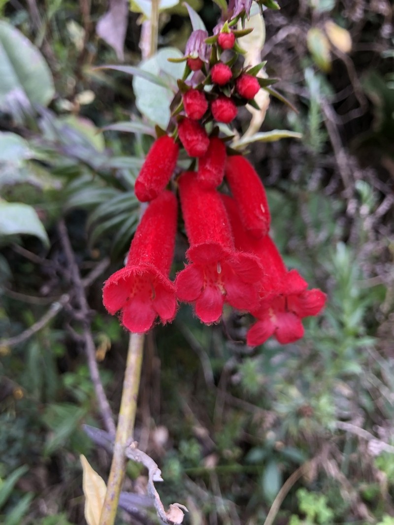 Agalinis megalantha photo 2