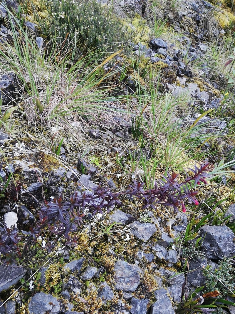 Agalinis megalantha photo 8