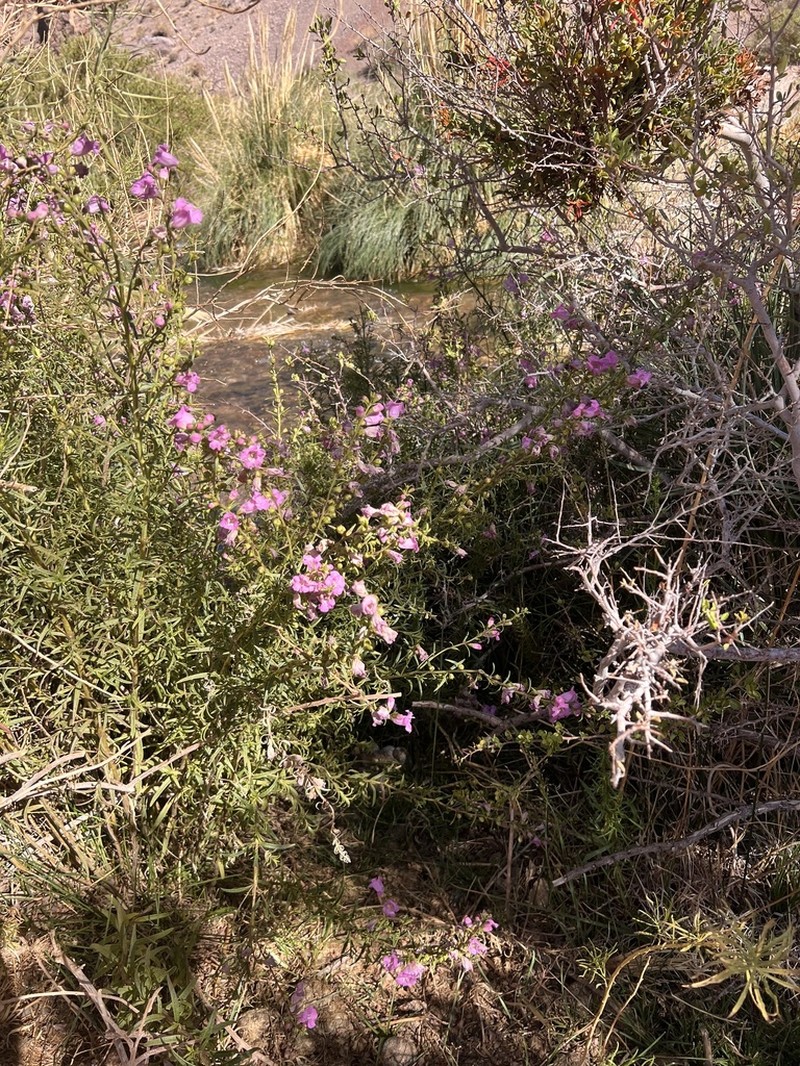 Agalinis meyeniana