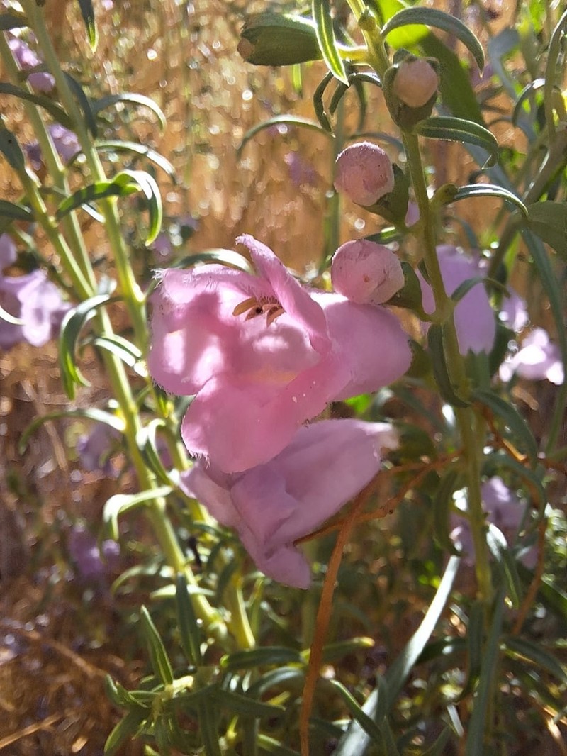 Agalinis meyeniana photo 2