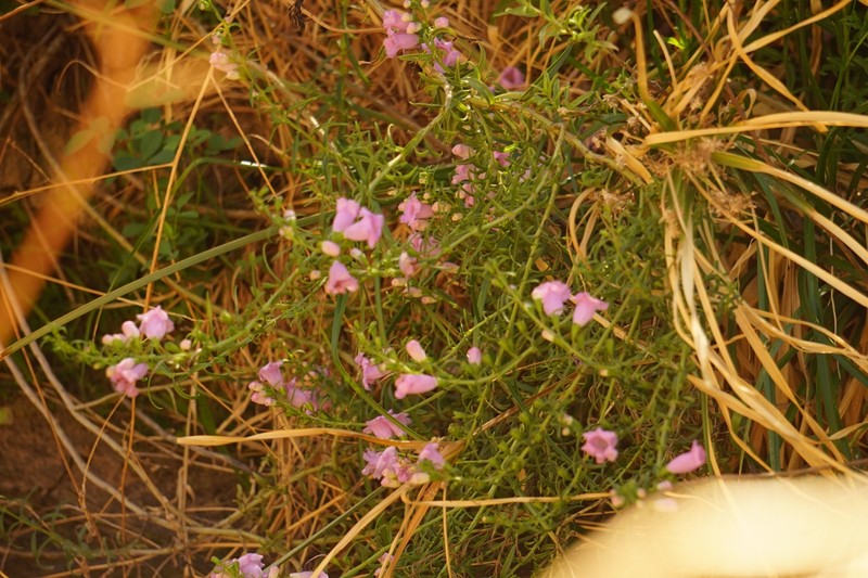 Agalinis meyeniana photo 3