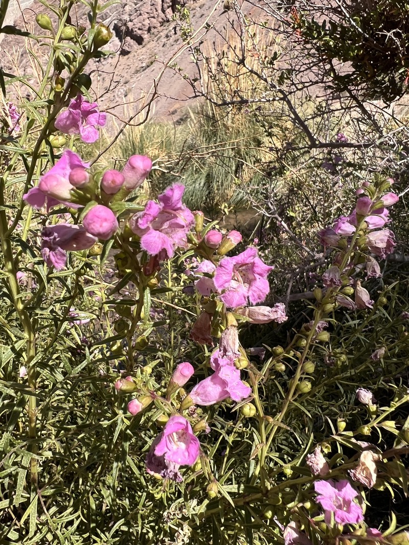 Agalinis meyeniana photo 4