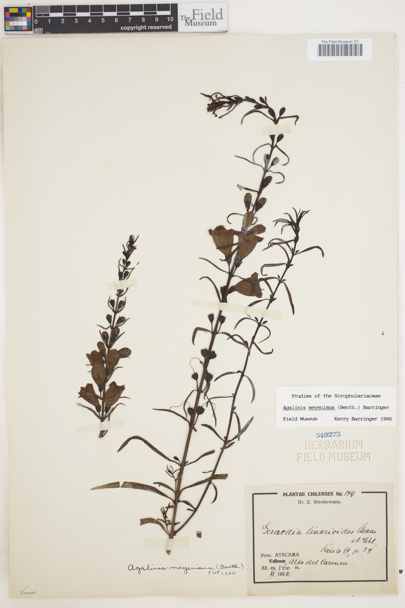 Agalinis meyeniana photo 5