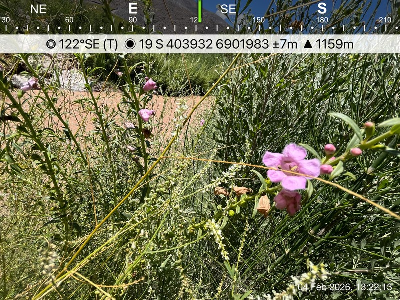 Agalinis meyeniana photo 7