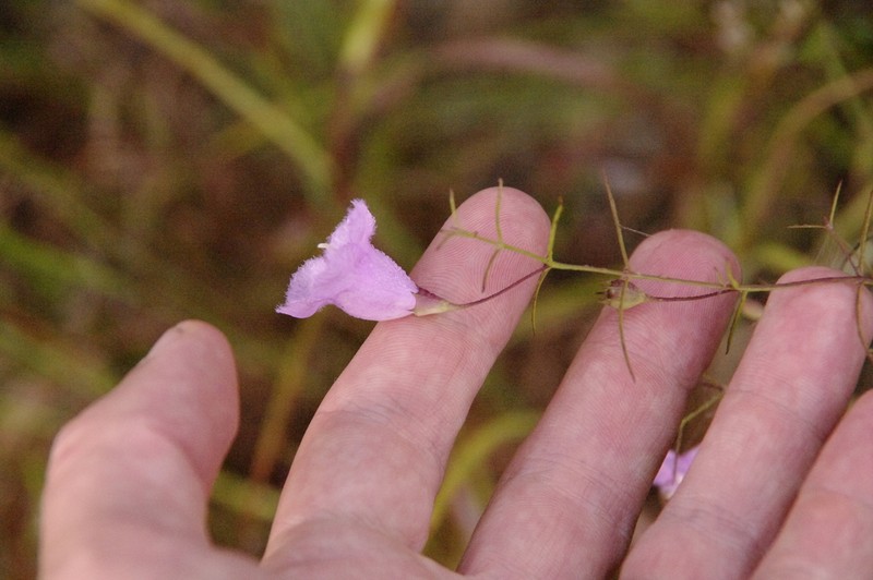 Navasota False Foxglove