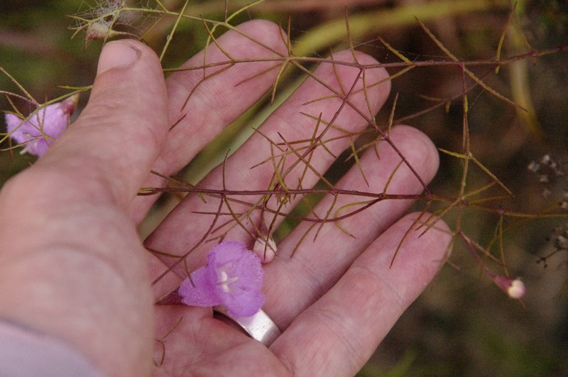 Navasota False Foxglove photo 4
