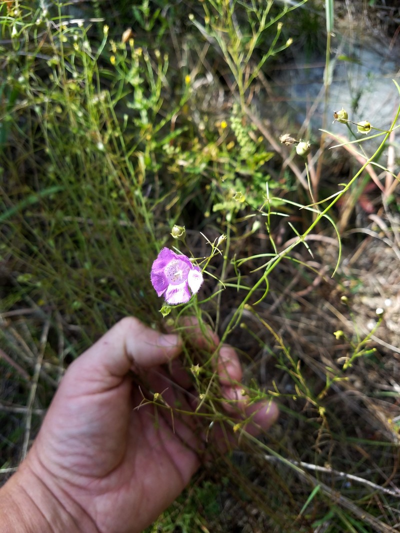Navasota False Foxglove photo 5