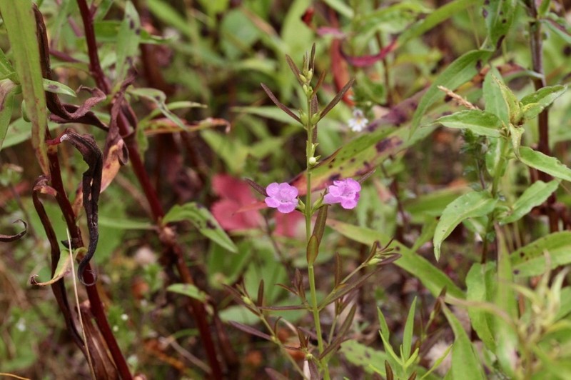 Middleton False Foxglove photo 3