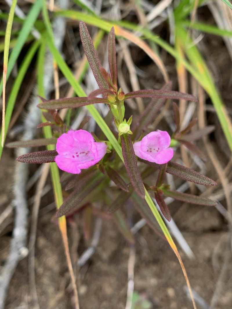 Middleton False Foxglove photo 4