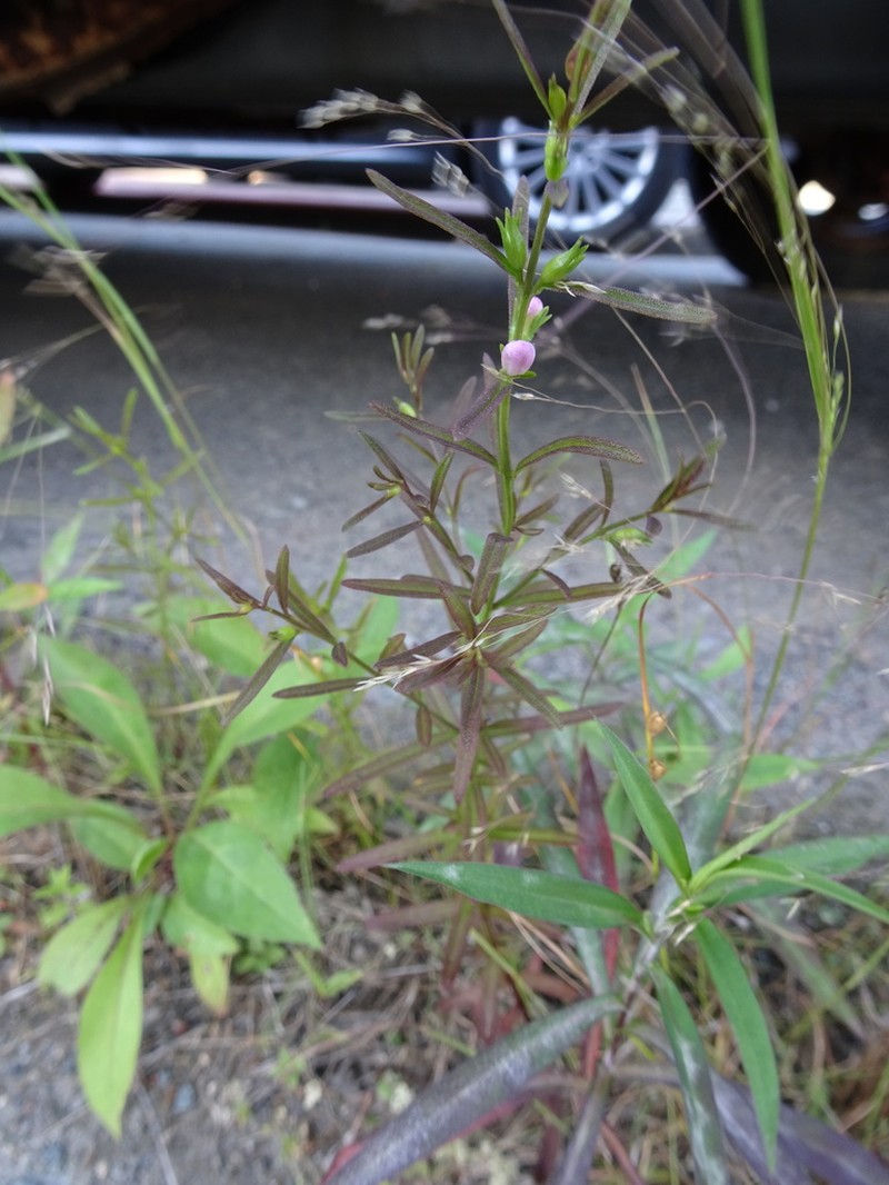 Middleton False Foxglove photo 5