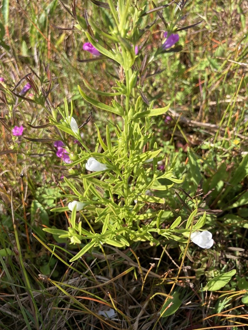 Middleton False Foxglove photo 7