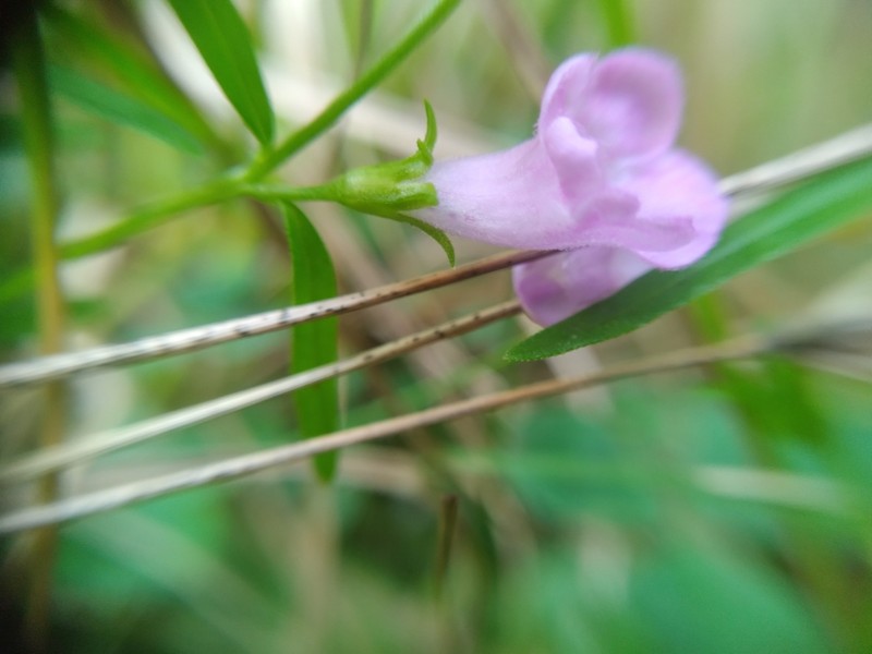 Middleton False Foxglove photo 8