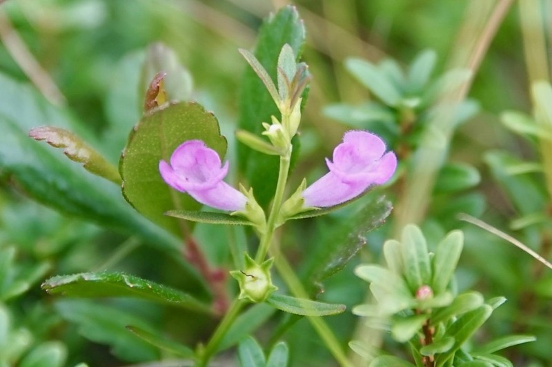 Middleton False Foxglove photo 9
