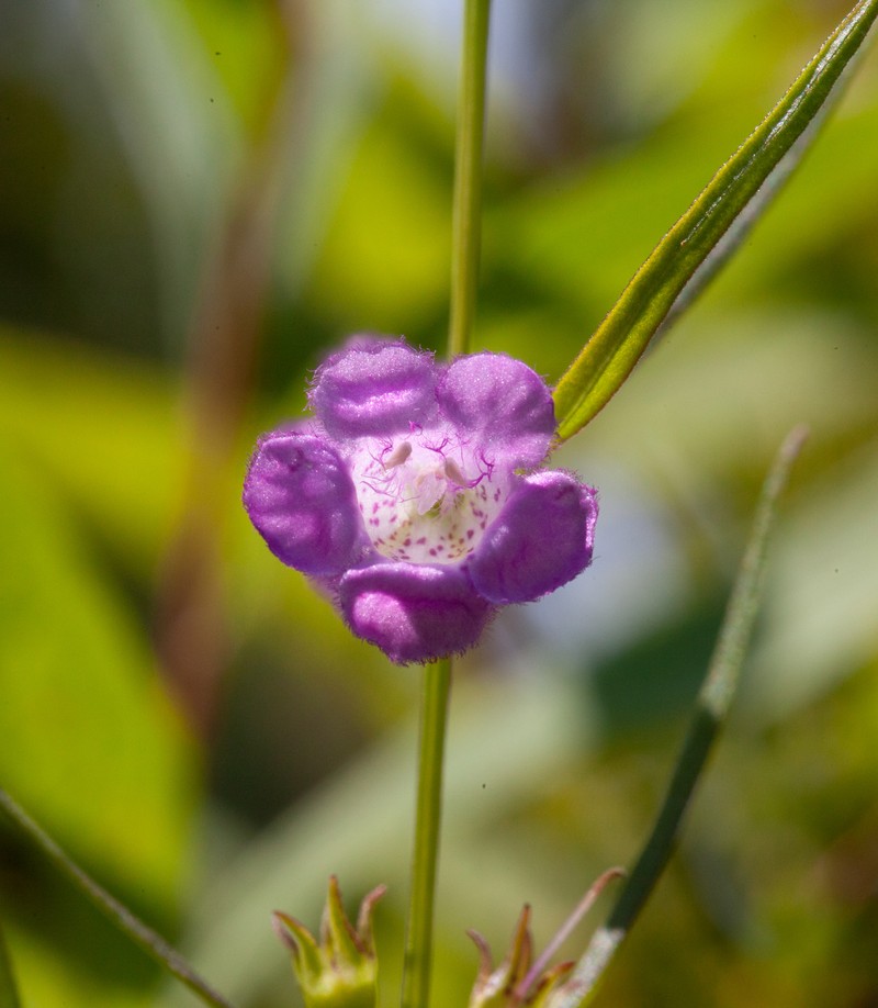Middleton False Foxglove
