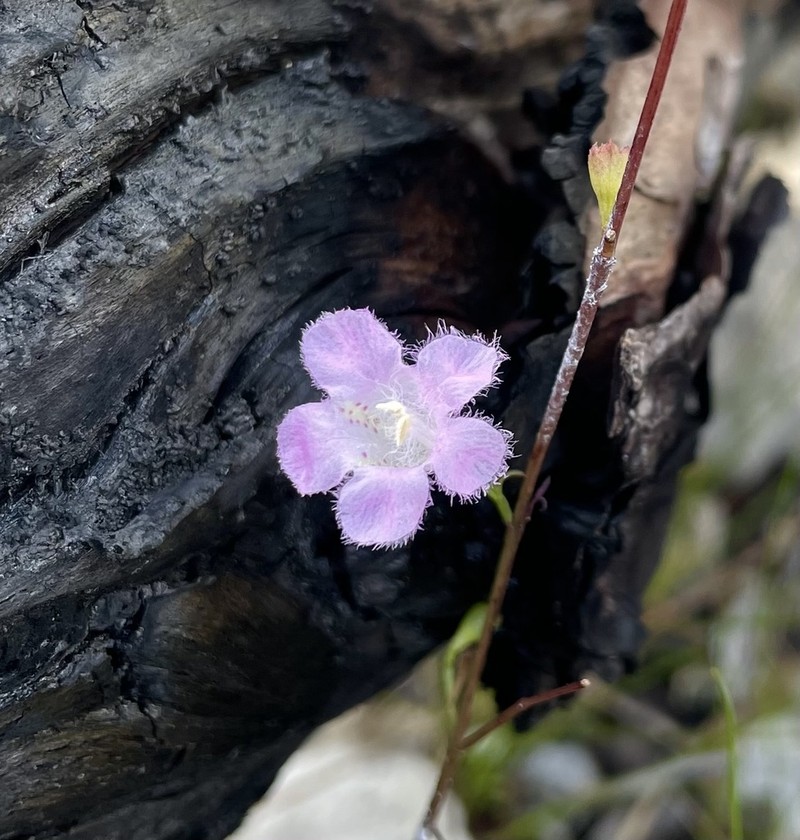 Tenlobe False Foxglove
