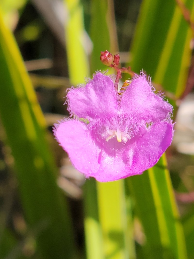 Tenlobe False Foxglove photo 2