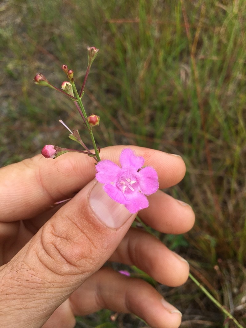 Tenlobe False Foxglove photo 3
