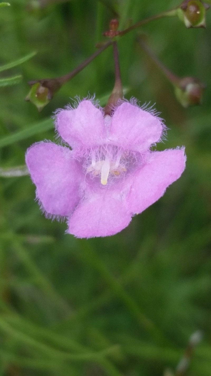 Tenlobe False Foxglove photo 4