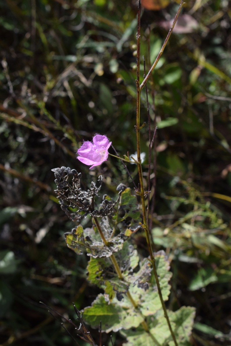 Tenlobe False Foxglove photo 5