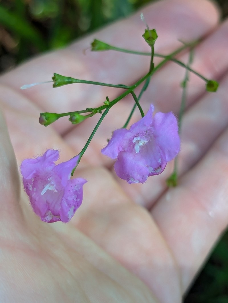 Tenlobe False Foxglove photo 6
