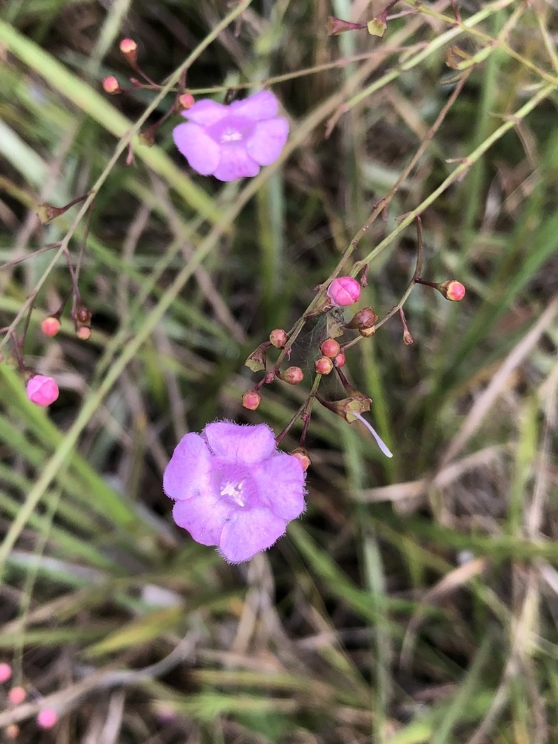 Tenlobe False Foxglove photo 7